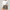 woman wearing Bitcoin Shorts from The B Collection by Nikki Nakamoto Front view