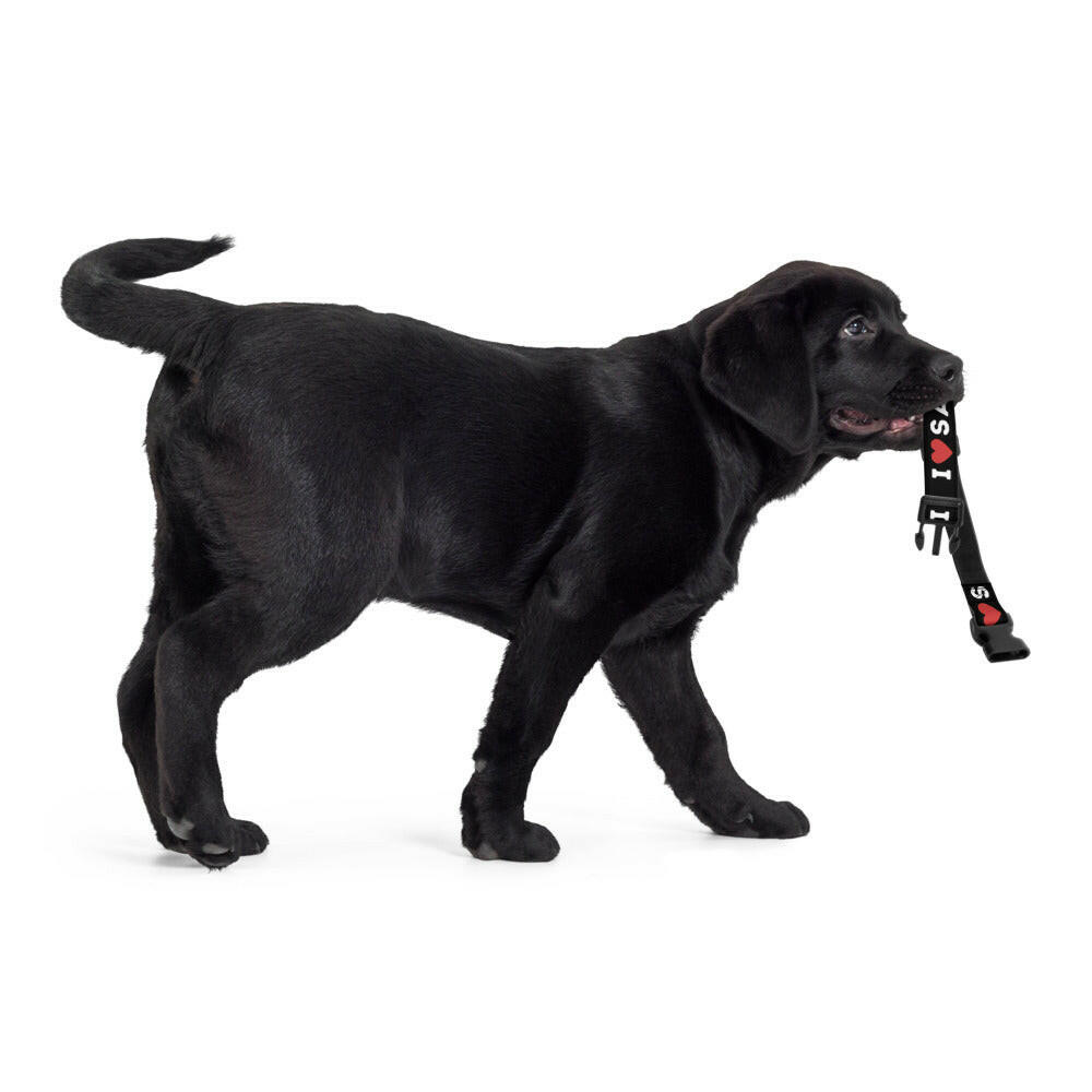 I Heart Satoshi / Bitcoin Dog Collar - Maison Toshi - The Orange Habit