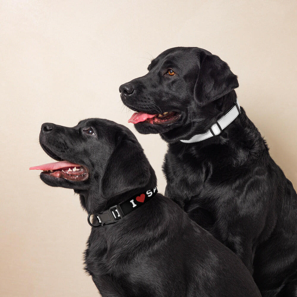 I Heart Satoshi / Bitcoin Dog Collar - Maison Toshi - The Orange Habit