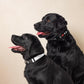 I Heart Satoshi / Bitcoin Dog Collar - Maison Toshi - The Orange Habit