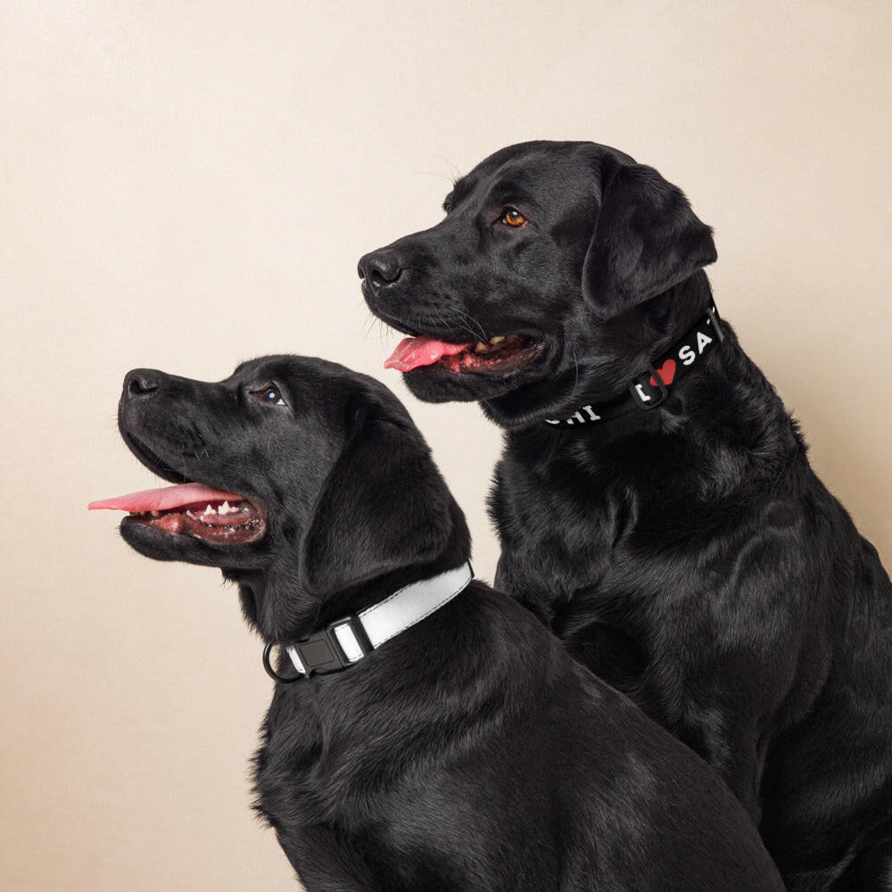 I Heart Satoshi / Bitcoin Dog Collar - Maison Toshi - The Orange Habit