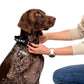 I Heart Satoshi / Bitcoin Dog Collar - Maison Toshi - The Orange Habit