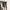 I Heart Satoshi / Bitcoin Dog Collar - Maison Toshi - The Orange Habit