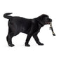 Bitcoin Pet Collar / The B - Maison Toshi - The Orange Habit