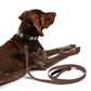 Bitcoin Pet Collar / The B - Maison Toshi - The Orange Habit