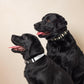 Bitcoin Pet Collar / The B - Maison Toshi - The Orange Habit
