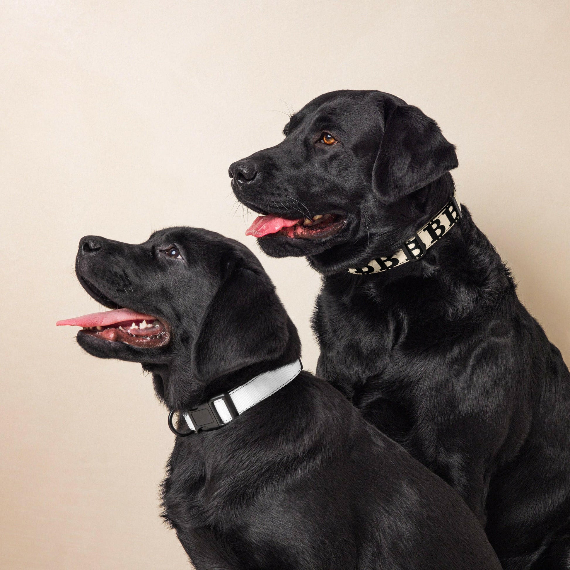 Bitcoin Pet Collar / The B - Maison Toshi - The Orange Habit