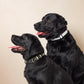 Bitcoin Pet Collar / The B - Maison Toshi - The Orange Habit