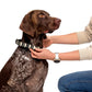Bitcoin Pet Collar / The B - Maison Toshi - The Orange Habit